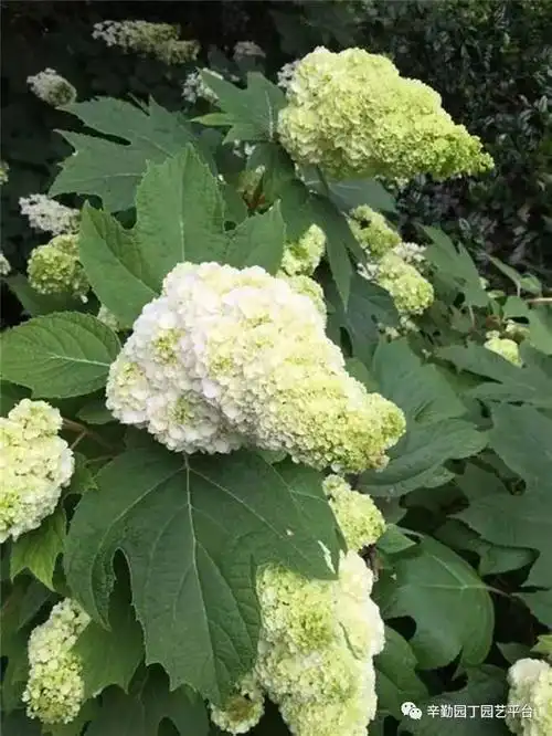 和声是栎叶绣球中最为出众的品种之一_花序