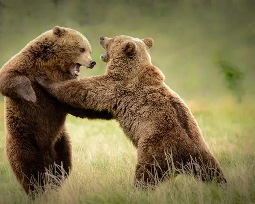 两只熊在草地上嬉戏 壁纸
