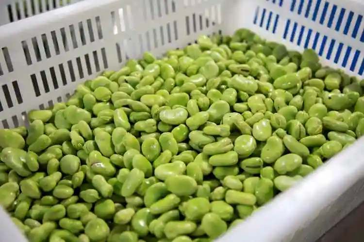 让同学们春日尝鲜老师牌手剥蚕豆投喂封闭中的华东师大学生