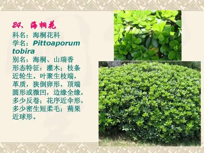 常见园林绿化植物识别ppt
