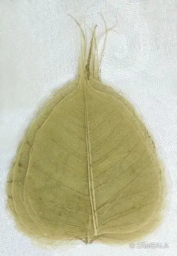 印度菩提叶 臧巴拉佛教文物 / 藏传佛教 dharma items/ buddhist