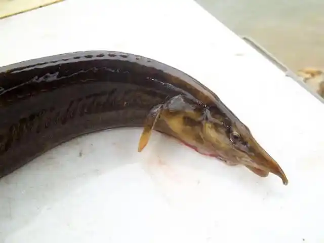 童年钓鱼最怕的就是刀鳅鱼,因为它食性非常凶猛,把钩吞进肚子里_蚯蚓