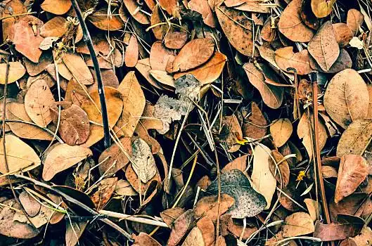 落叶,抽象,背景,枯叶,秋天,叶子
