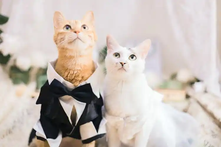 两只猫的婚礼