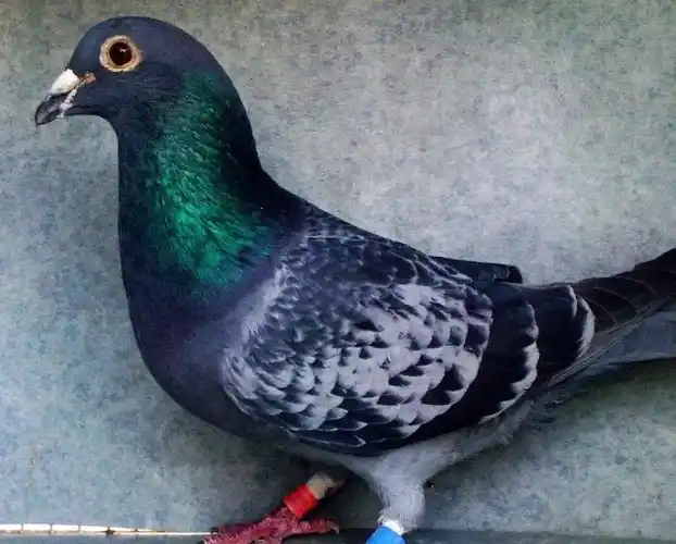 赛鸽,先天遗传和后天养成_鸽子_影响_后代