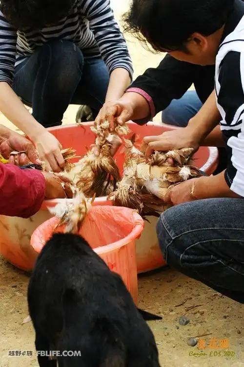 饥饿的人们迫不及待的开始杀鸡拔毛!