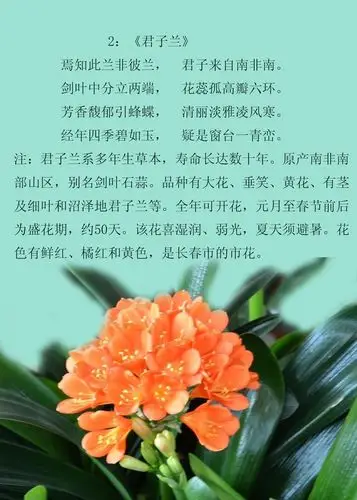 诗情花语(群芳谱之一)