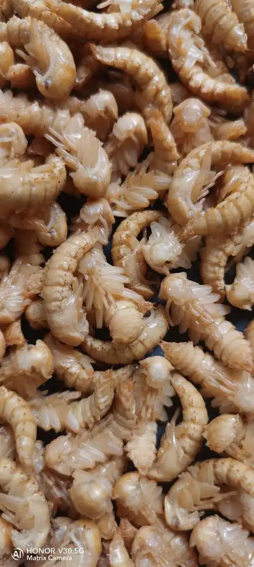 蛋白虫大麦虫虫蛹种虫蛹新鲜活体个大金黄