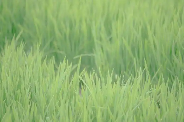 故乡的风夏日篇