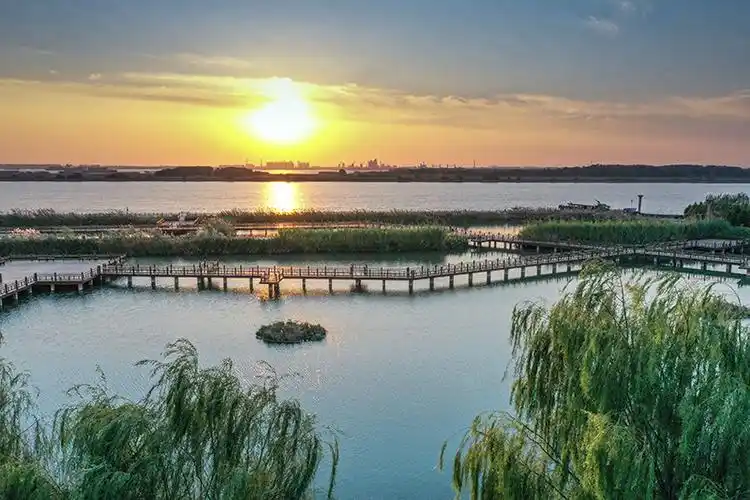 泰兴市虹桥镇长江生态湿地风光带景色(11月11日摄,无人机照片).