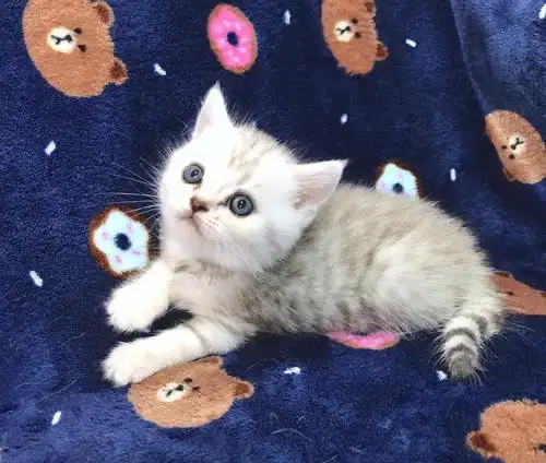 超萌英短银渐层美短虎斑活泼健康找大家长啦