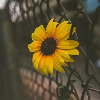 2021最美风景头像高清好看的2021最美微信风景图片