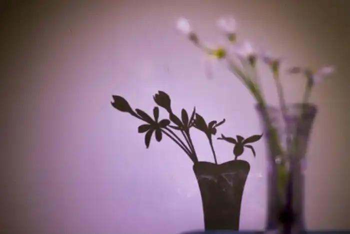 白色小花与影子