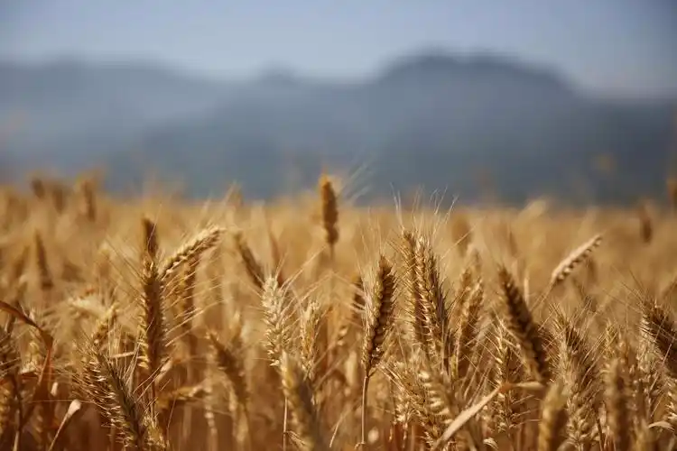 西安神禾原万亩麦田开镰收割 秦岭终南山下展现最美丰收画卷