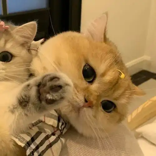 情侣头像情头猫咪头像