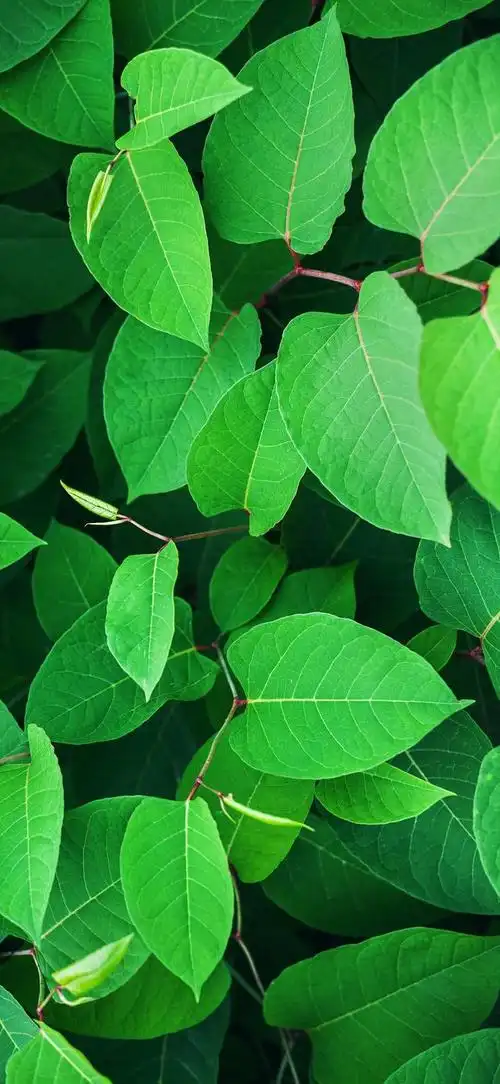 最新超清护眼手机壁纸(100张绿色护眼手机壁纸)(10)