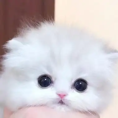 呆萌小奶猫图片头像高清