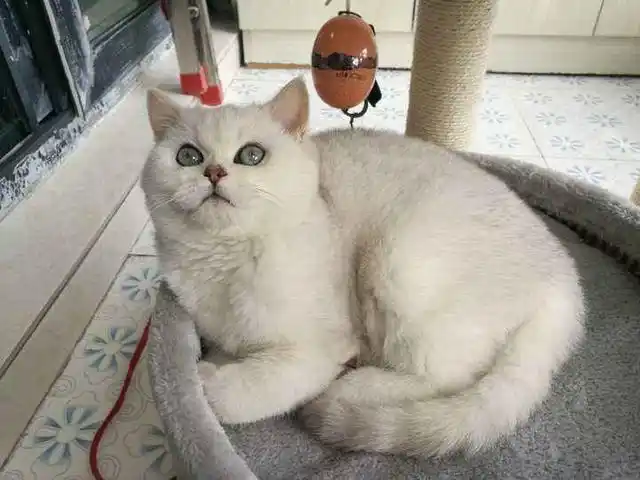 英短银渐层怎么养(英短银渐层养育指南)-锐牛沃德讯息网