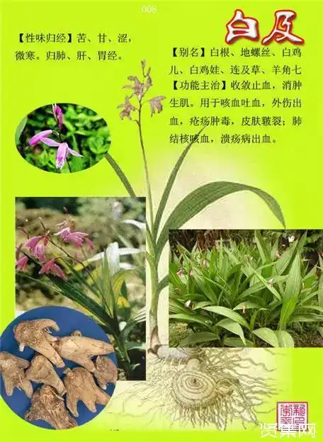 100种中草药大全名字和图片形态及功效主治