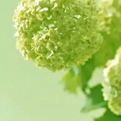 全绿头像唯美图片 清新全绿色背景图