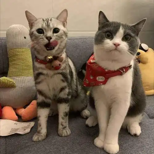 养"美短猫"还是"英短猫"好?区别很大,弄明白再买