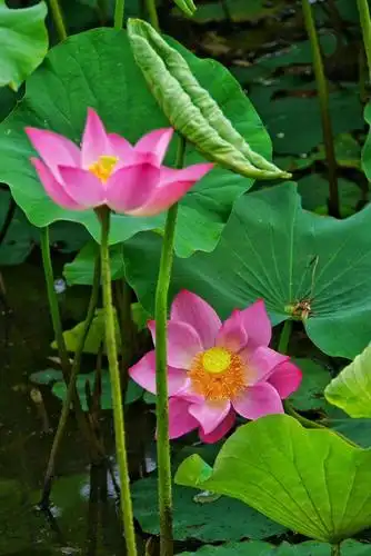 莲花通佛性,悟道在凡尘