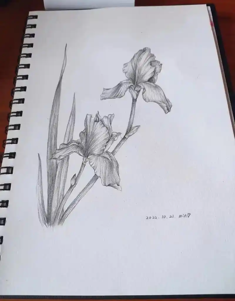 原创 #铅笔绘画 #手绘花朵 #生活随拍记录美好瞬间 #手绘