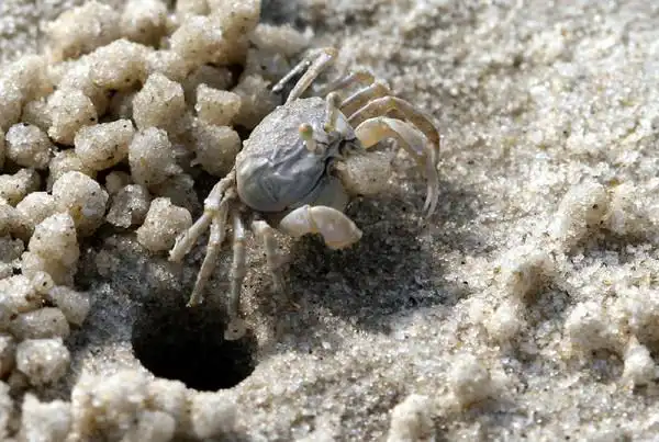 北海沙滩上的小螃蟹
