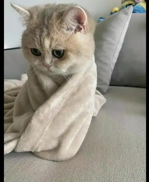 气温下降主人担心猫咪冷给它裹上了小毯子猫快热出汗了