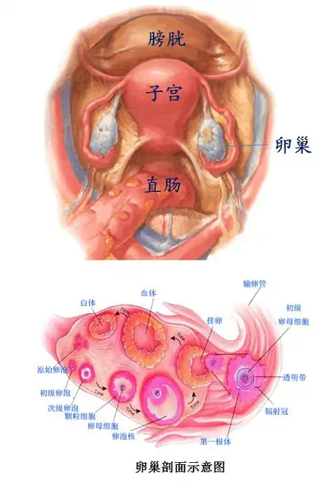 《子宫情事》第三回 弹丸之地太后临:卵巢的结构和功能简介_不孕不育