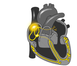 很危险?一文教您读懂心脏早搏