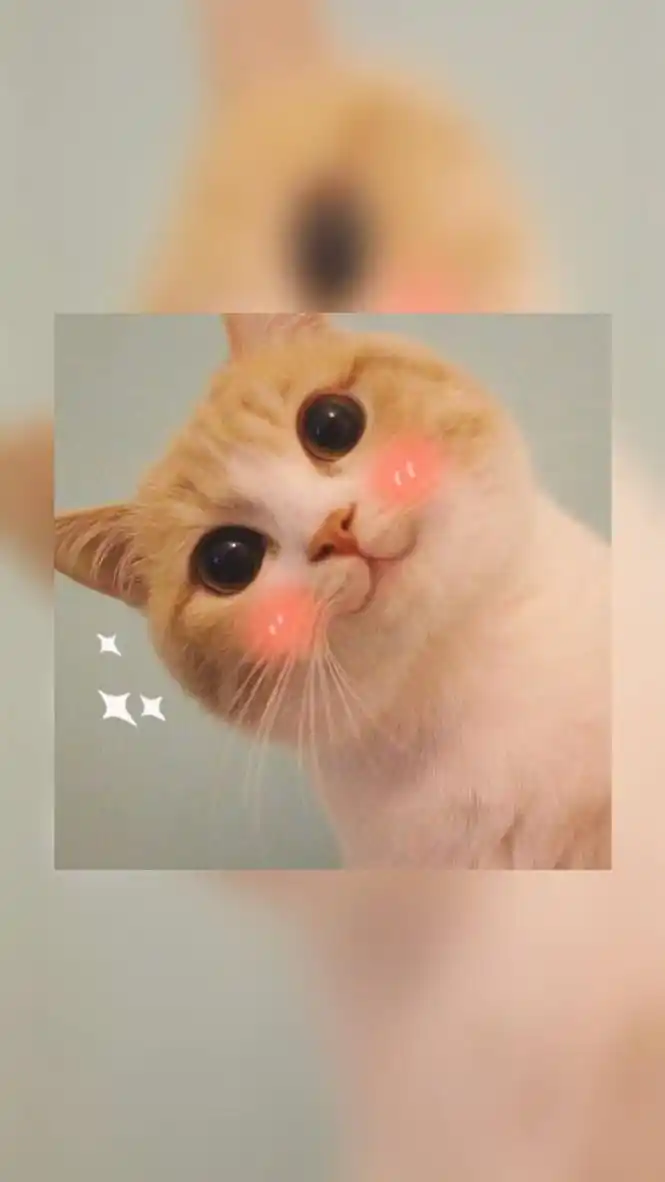 心情美美哒的简短句子(如此调皮可爱的句子)