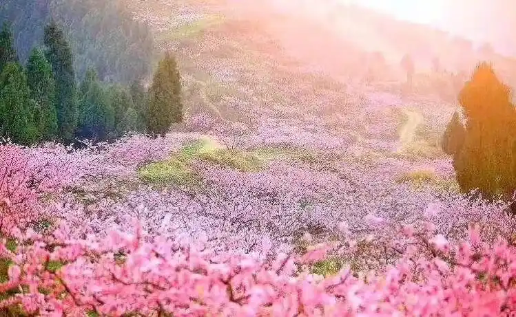 三生三世十里桃花