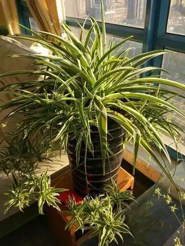 叶子带金边的植物图片 - 搜狗图片搜索