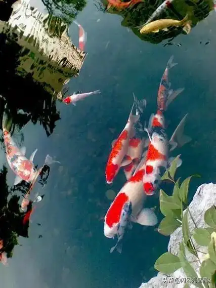 吉祥招财鱼图片大全 - 搜狗图片搜索