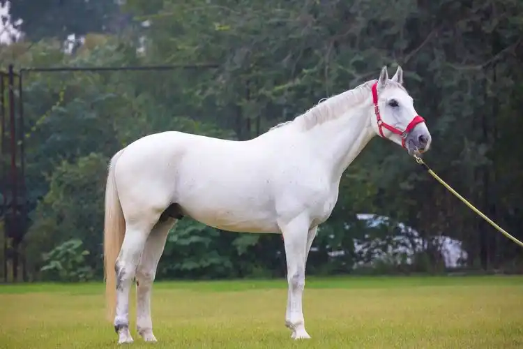 生肖属马人2021年全年运气