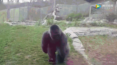 拳星时代:徒手搏击,格斗选手和大猩猩哪个胜算比较大?