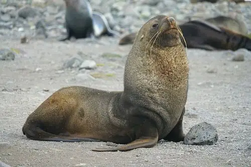 世界尽头,奇异南极 - 美篇