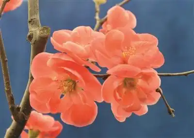 南京:莫愁湖"长寿乐"海棠盆景盛开