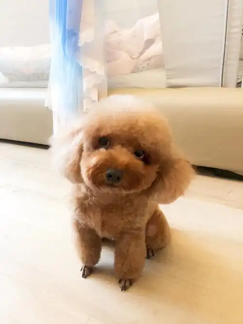 绥化市安达市阳光新城小区丢失一只浅棕色母泰迪