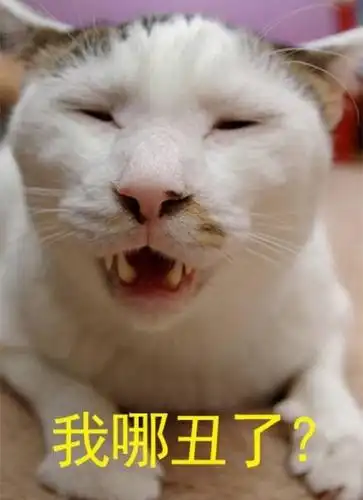 喵星人丑起来真的好搞笑啊