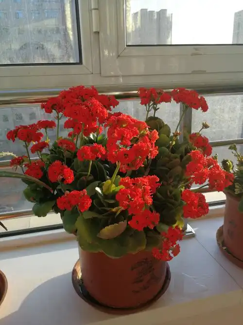 飞越家养花卉集锦