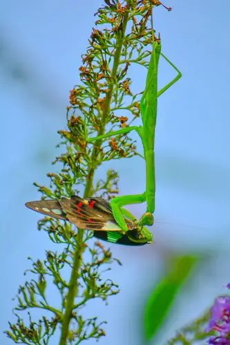 蝴蝶,螳螂,小荷花.