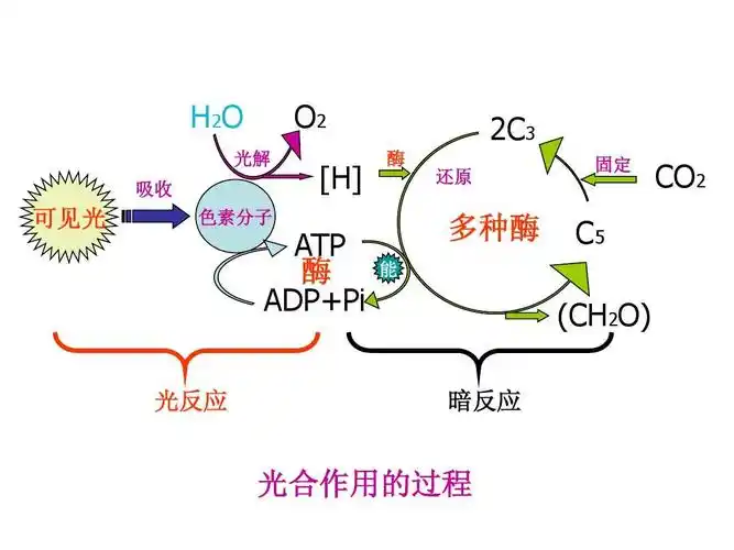 o2 [h] 酶 还原 2c3 固定 co2 可见光 色素分子 atp 酶 adp pi 光反应