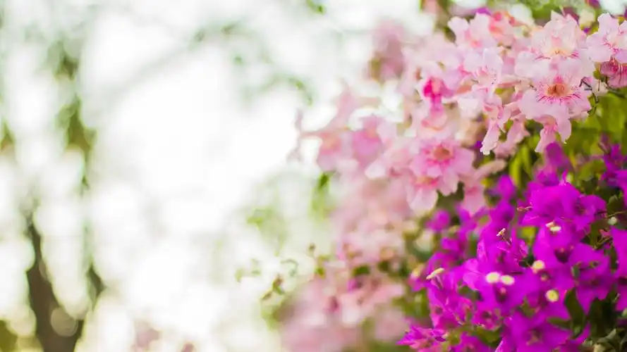 小清新唯美植物图片桌面壁纸