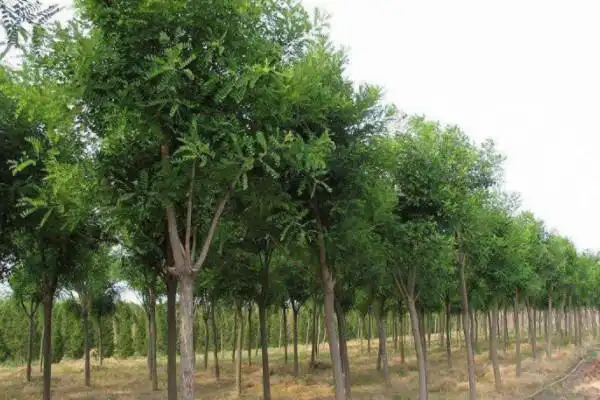 20种常见的行道树行道树常用树种