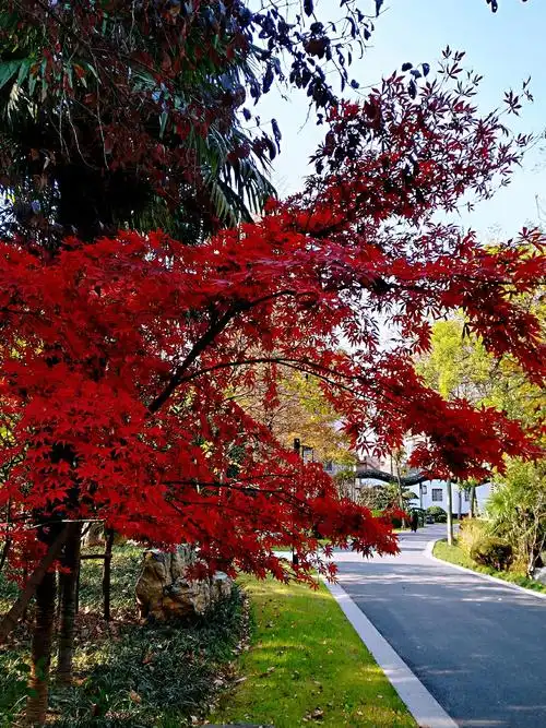 2019年秋天拍摄的枫叶红照片集