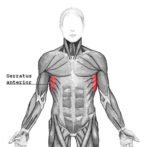 前锯肌的位置