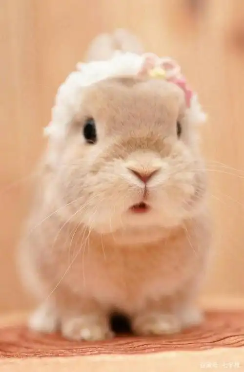 萌宠小兔子,云养宠物开始啦