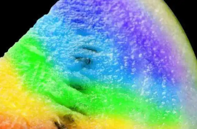 世界上5种"奇葩西瓜",最后一个据说甜度无与伦比,卖出了天价!